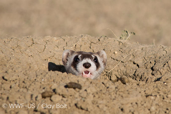 携手世界自然基金会WWF,华宝新能绿色能源助力珍稀动物保护计划 携手世界自然基金会WWF,华宝新能绿色能源助力珍稀动物保护计划