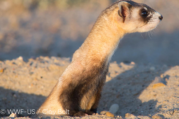 携手世界自然基金会WWF,华宝新能绿色能源助力珍稀动物保护计划 携手世界自然基金会WWF,华宝新能绿色能源助力珍稀动物保护计划