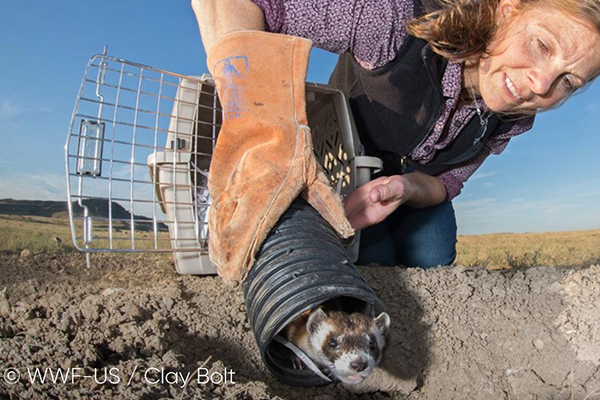 携手世界自然基金会WWF,华宝新能绿色能源助力珍稀动物保护计划 携手世界自然基金会WWF,华宝新能绿色能源助力珍稀动物保护计划