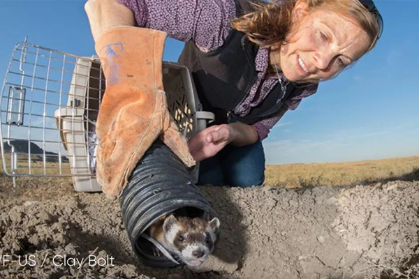 华宝新能携手世界自然基金会(WWF) 共同守护濒危动物黑脚雪貂 华宝新能携手世界自然基金会(WWF) 共同守护濒危动物黑脚雪貂